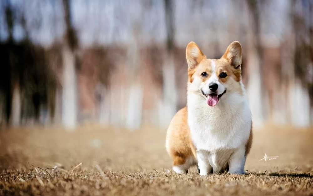 适合家养的短毛小型犬品种（温顺聪明又安静短毛犬）