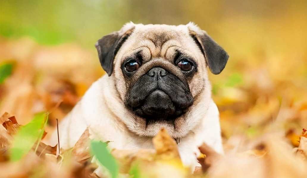 适合家养的短毛小型犬品种（温顺聪明又安静短毛犬）