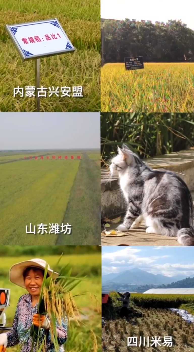 泪目！袁隆平爷爷的猫还在等着他回家……