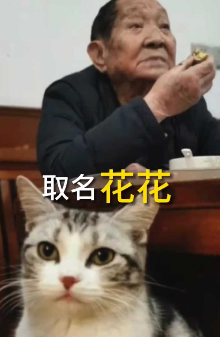 泪目！袁隆平爷爷的猫还在等着他回家……