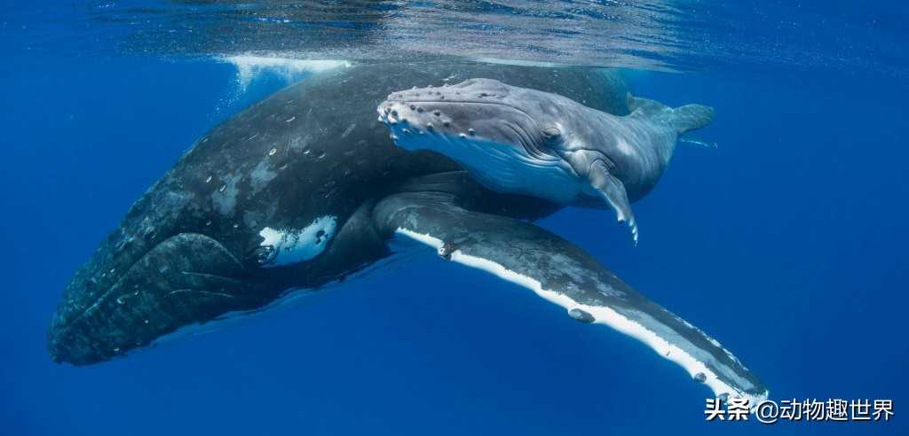 鲸鱼是哺乳动物吗（鲸鱼睡觉不会被淹死的原因）