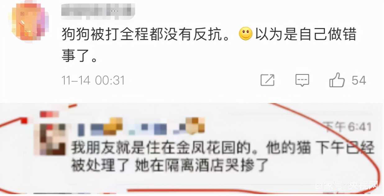 “隔离宠物狗被扑杀”，别拿别人的宠物当畜生