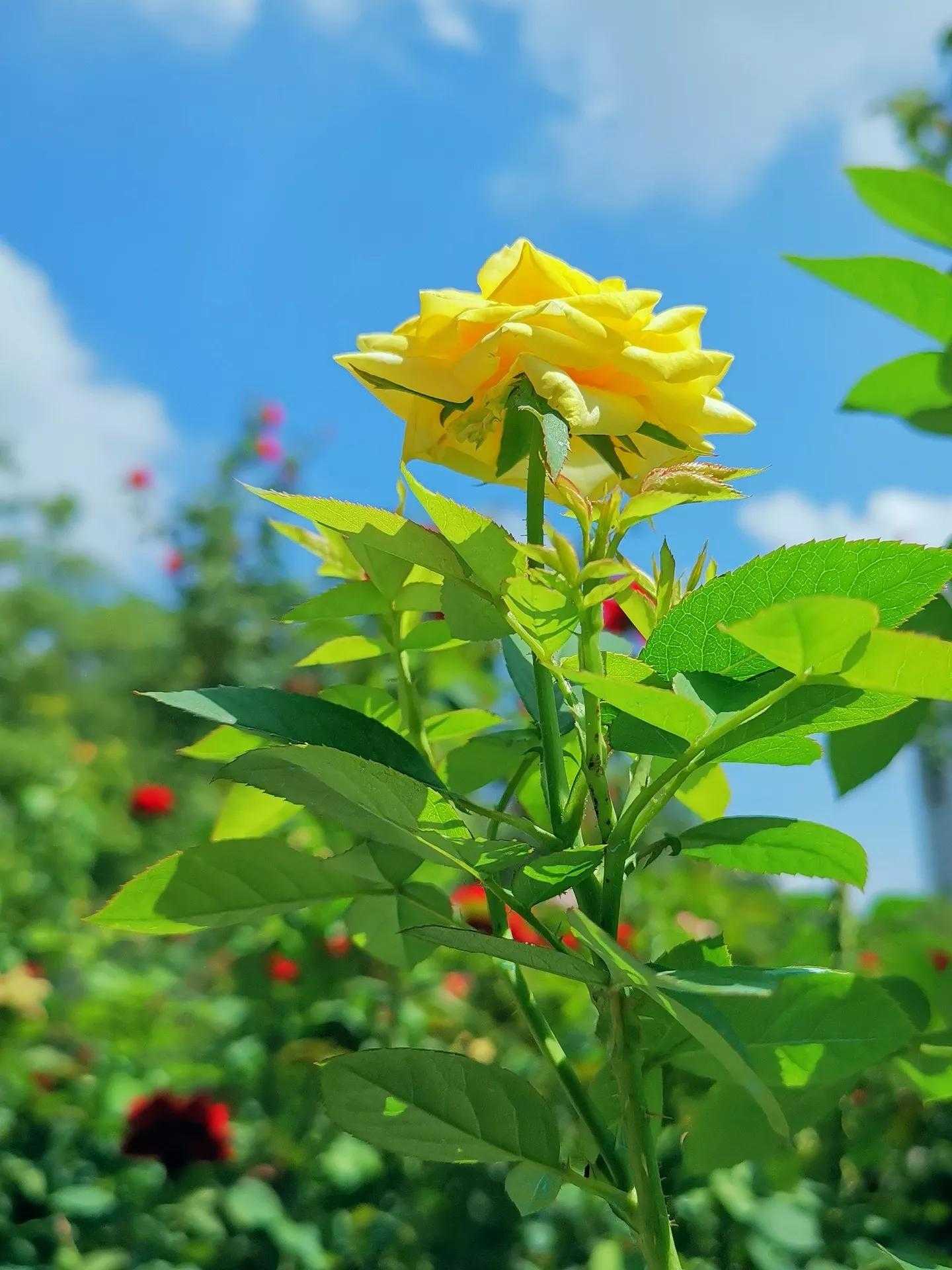 黄玫瑰花语的准确意思（黄玫瑰数量代表的含义和寓意）