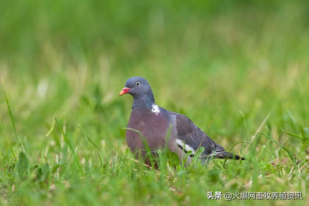 鸽子养殖前景咋样（肉鸽养殖市场的发展前景）